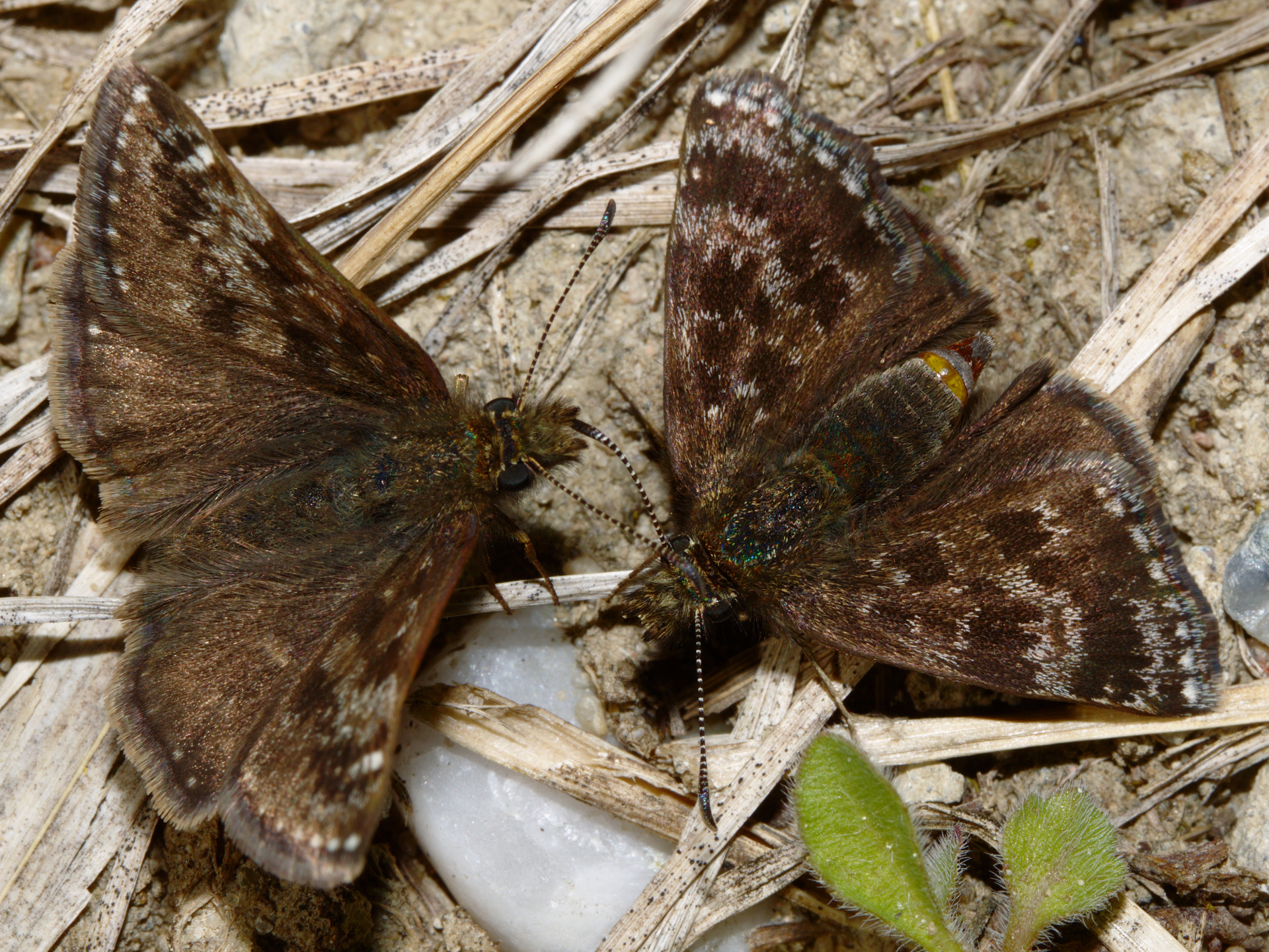 Erynnis tages (Animals » Insects » Butterfies and Moths)