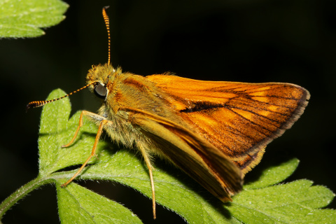 Ochlodes sylvanus