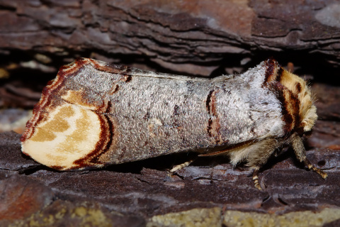 Phalera bucephala