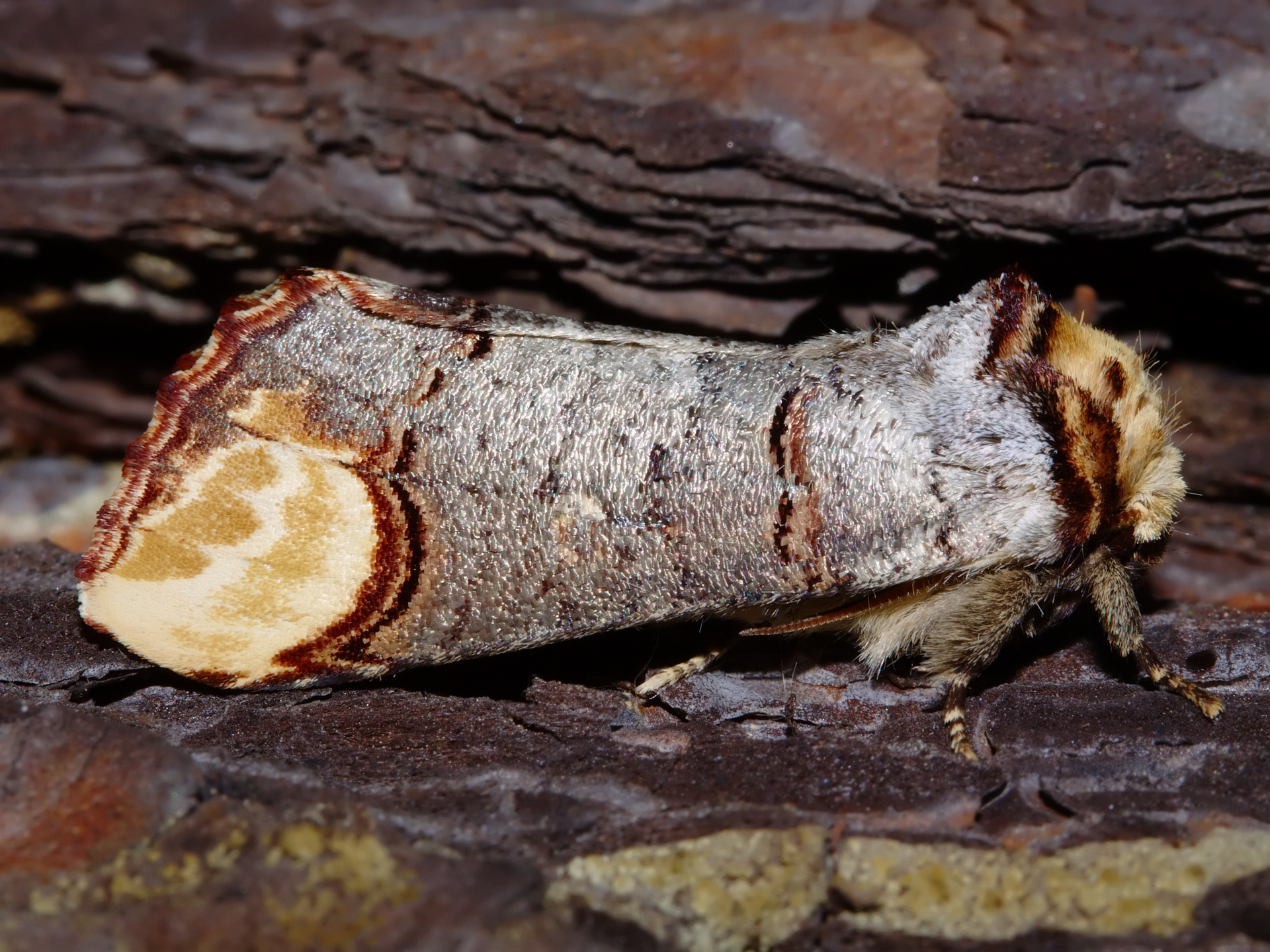 Phalera bucephala (Zwierzęta » Owady » Motyle i ćmy)