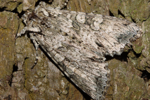 Polia nebulosa