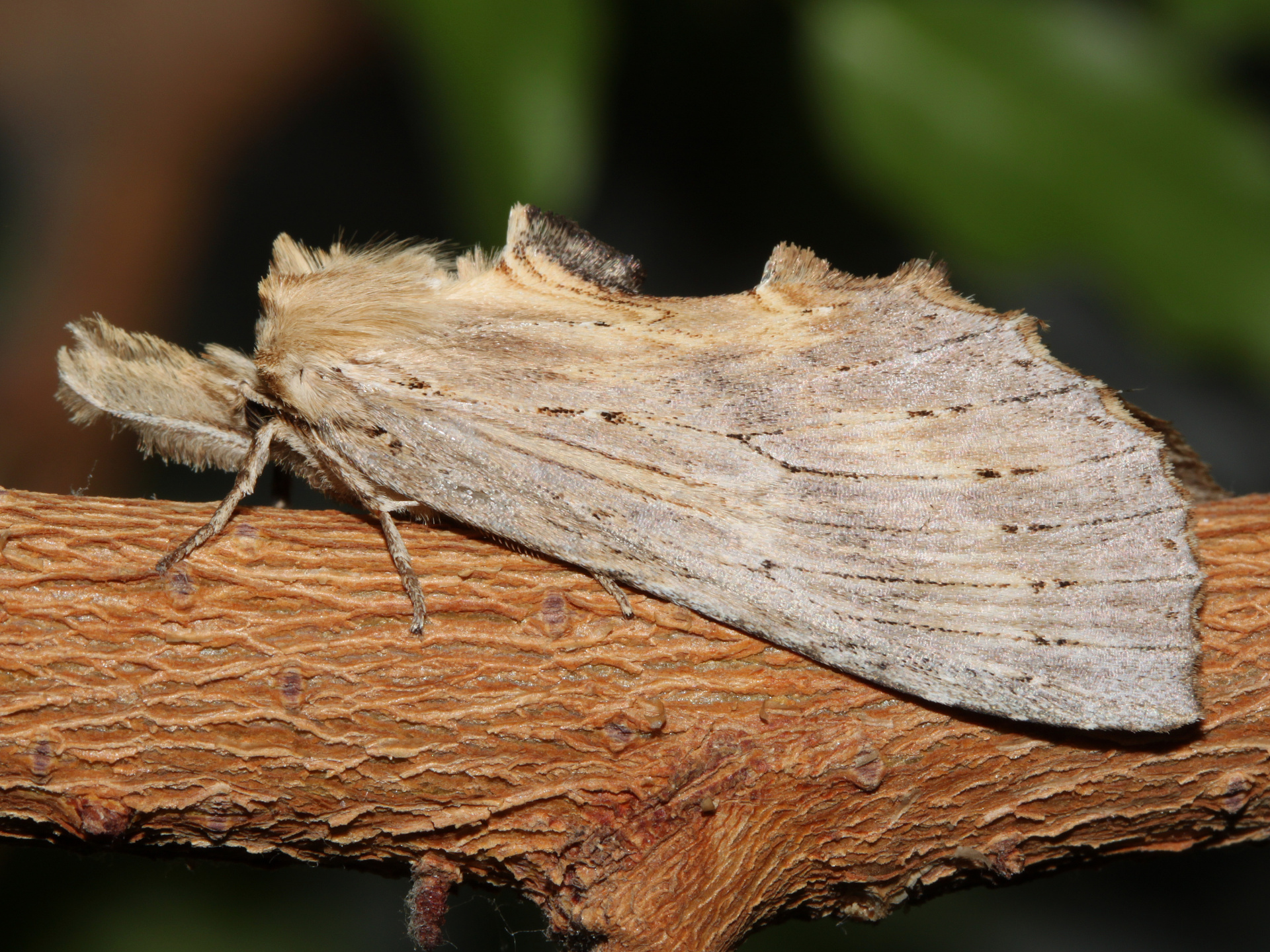Pterostoma palpina (Zwierzęta » Owady » Motyle i ćmy)