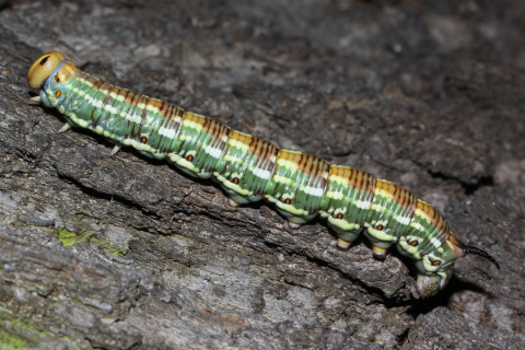 Sphinx pinastri larva