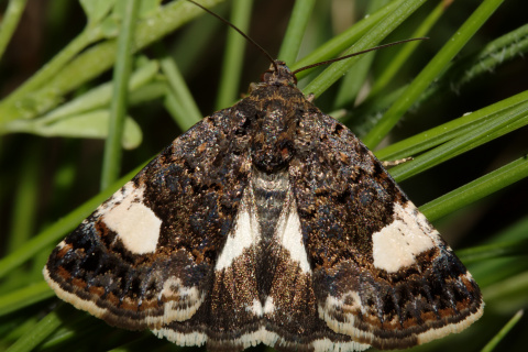 Tyta luctuosa