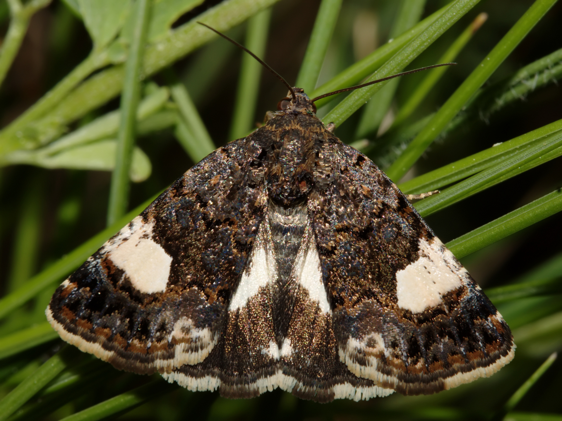 Tyta luctuosa (Zwierzęta » Owady » Motyle i ćmy)