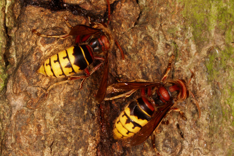 Vespa crabo
