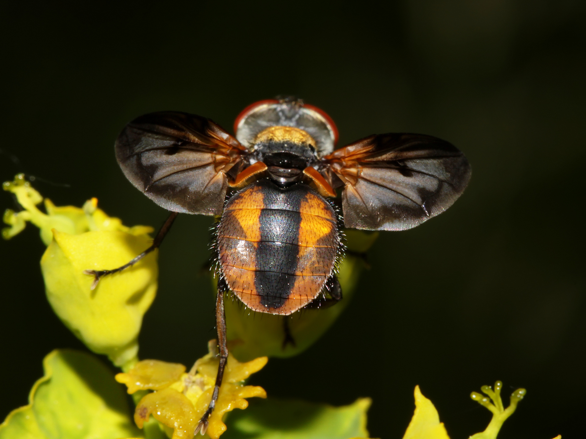 Ectophasia crassipennis (Zwierzęta » Owady)