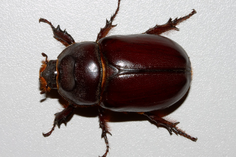 Oryctes nasicornis ♀