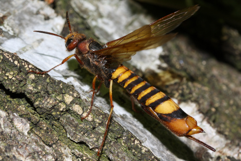 Tremex fuscicornis