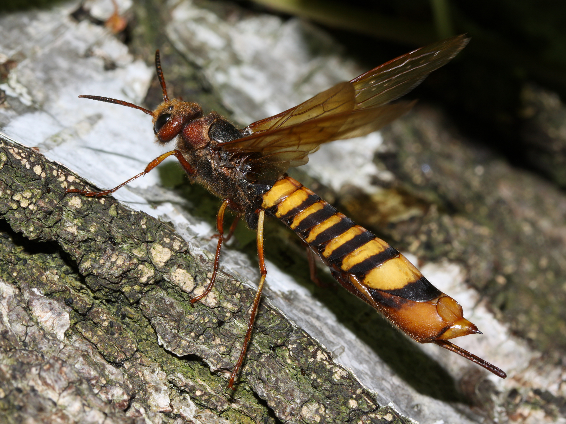Tremex fuscicornis (Animals » Insects)