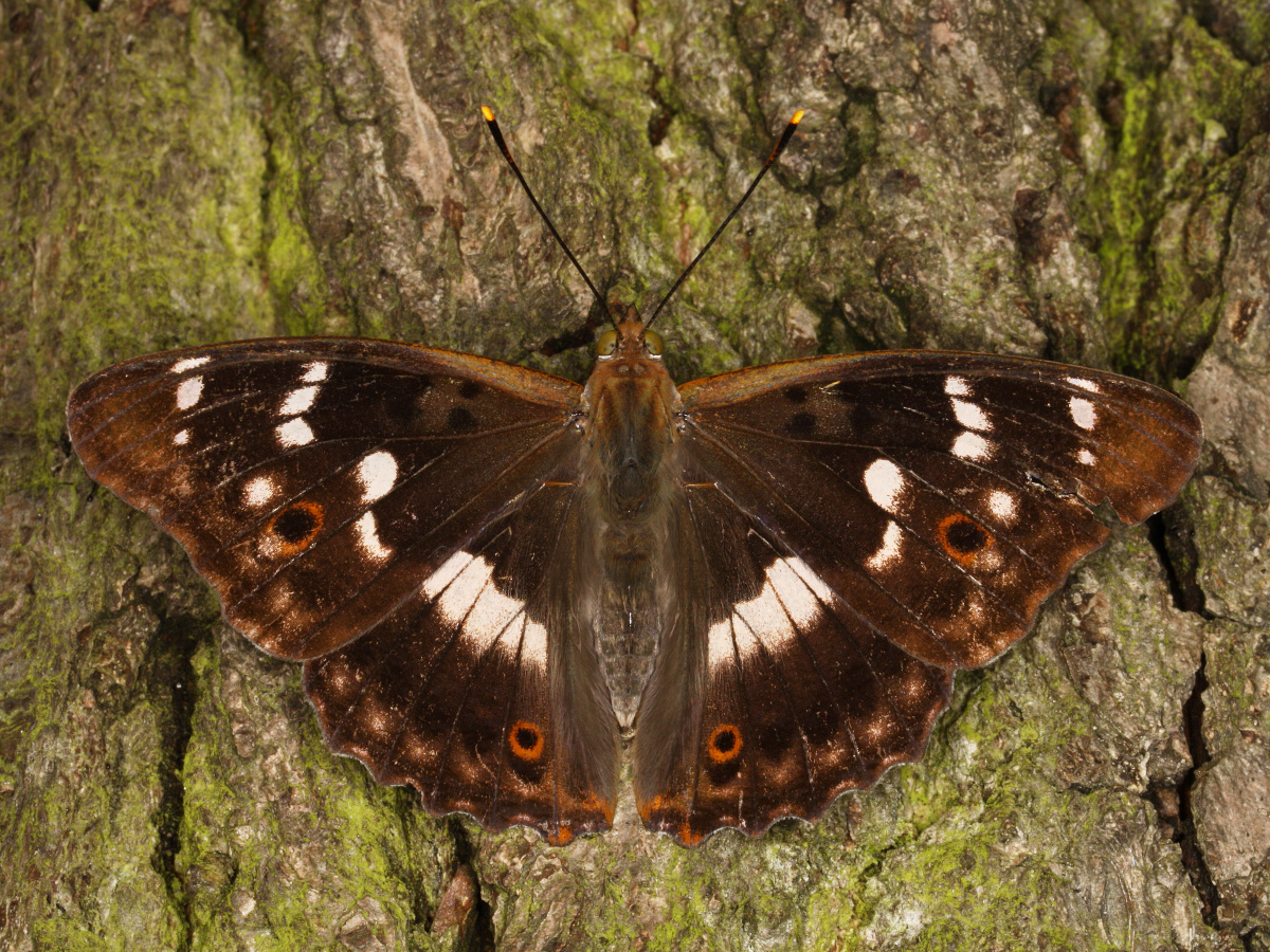 Apatura ilia ♂ (Zwierzęta » Owady » Motyle i ćmy » Nymphalidae)