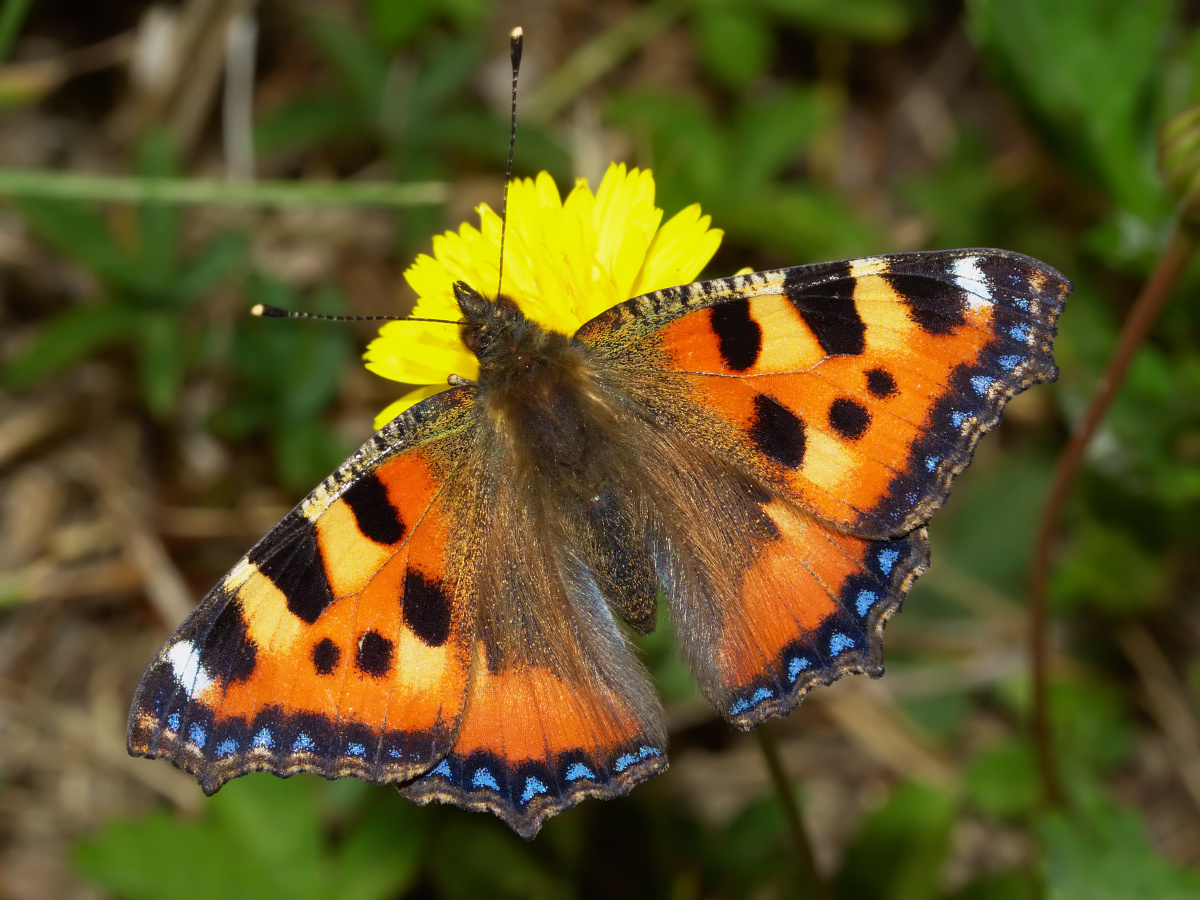 Aglais urticae (Animals » Insects » Butterfies and Moths » Nymphalidae)