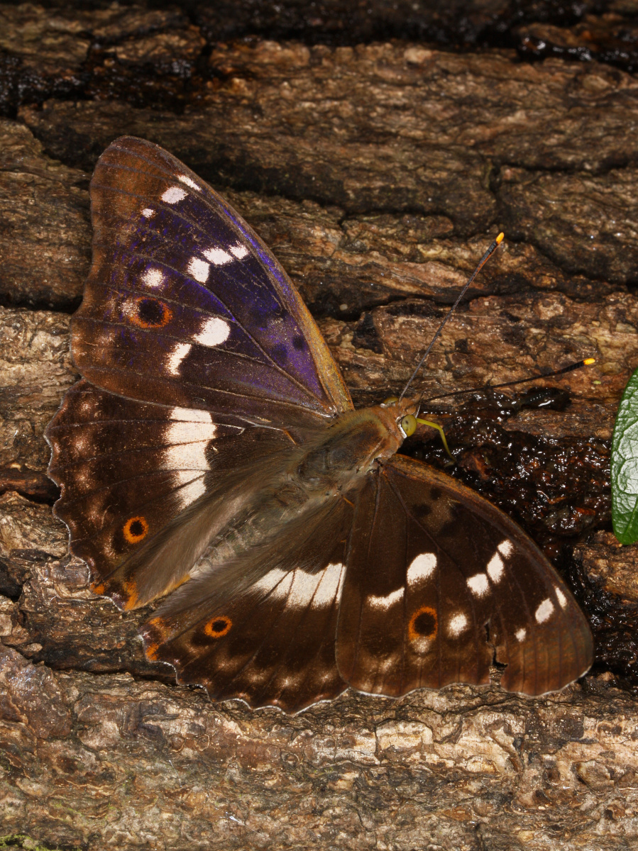 Apatura ilia ♂ (Animals » Insects » Butterfies and Moths » Nymphalidae)