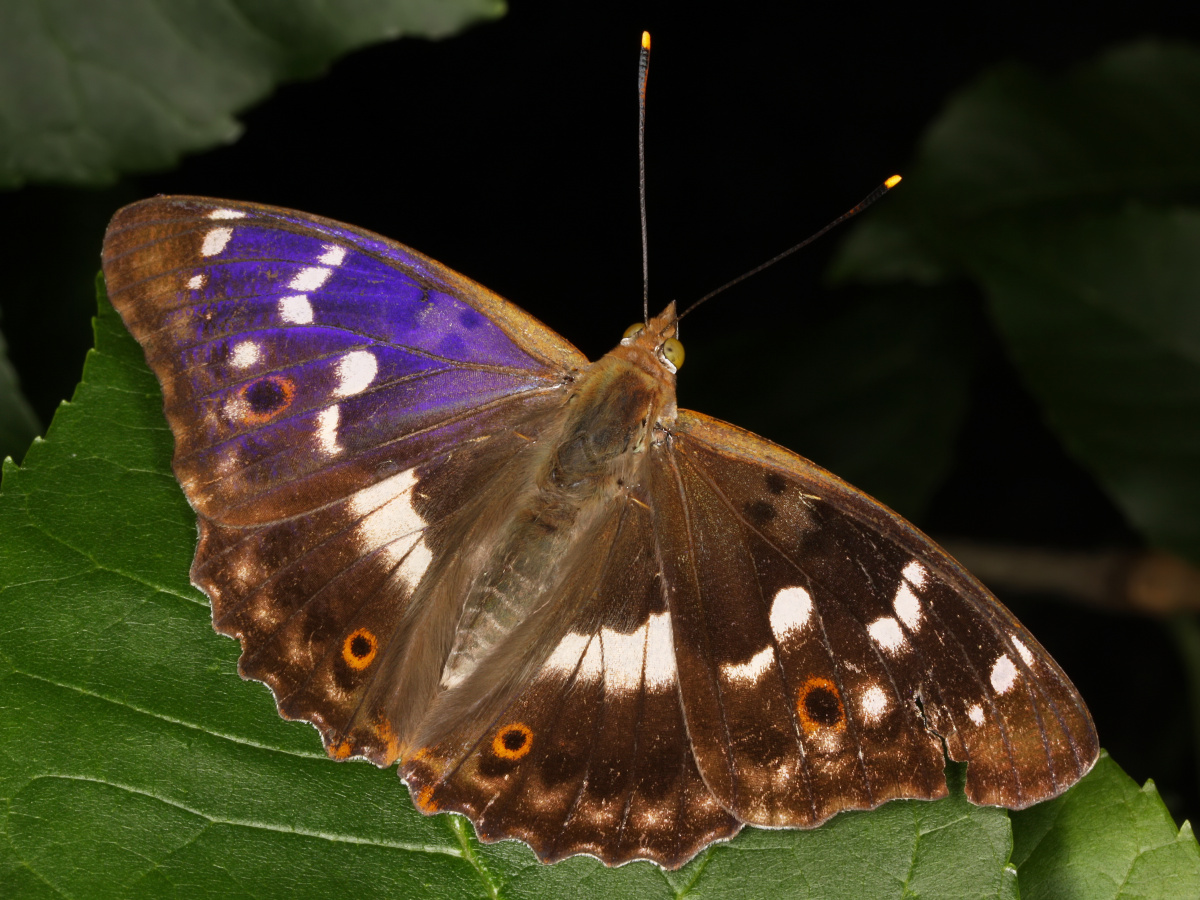 Apatura ilia ♂ (Animals » Insects » Butterfies and Moths » Nymphalidae)