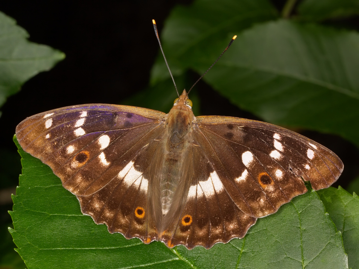 Apatura ilia ♂ (Animals » Insects » Butterfies and Moths » Nymphalidae)