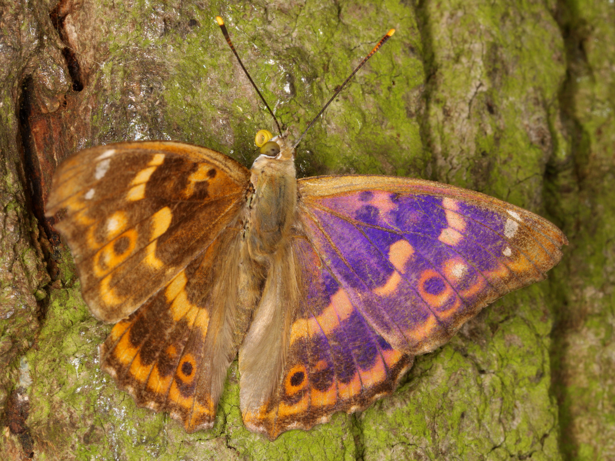 Apatura ilia ♂ (f. clytie)