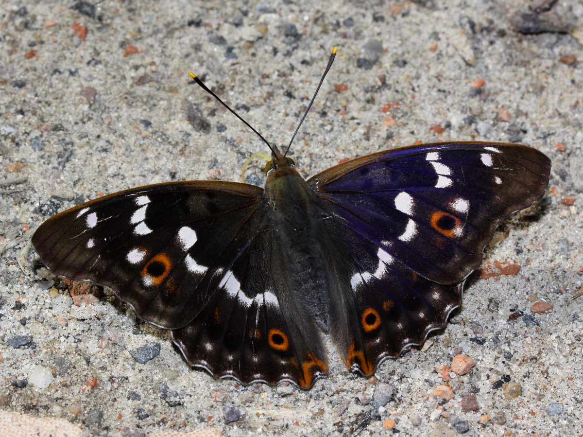 Apatura ilia ♂ (Animals » Insects » Butterfies and Moths » Nymphalidae)