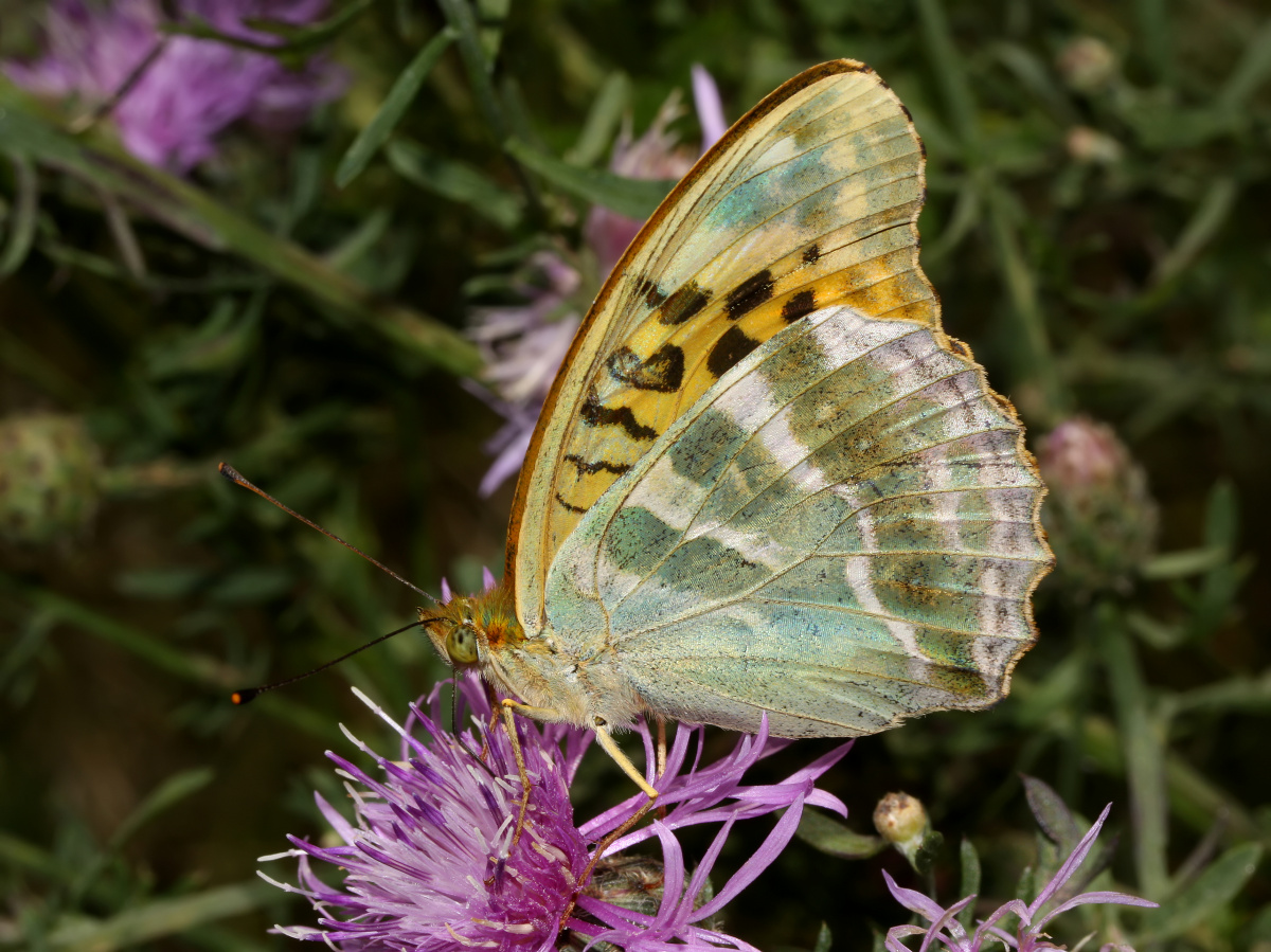 Argynnis paphia ♀ (Animals » Insects » Butterfies and Moths » Nymphalidae)