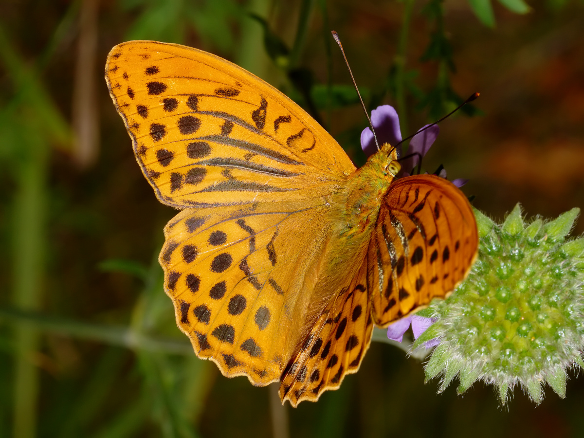 Argynnis paphia ♂ (Animals » Insects » Butterfies and Moths » Nymphalidae)