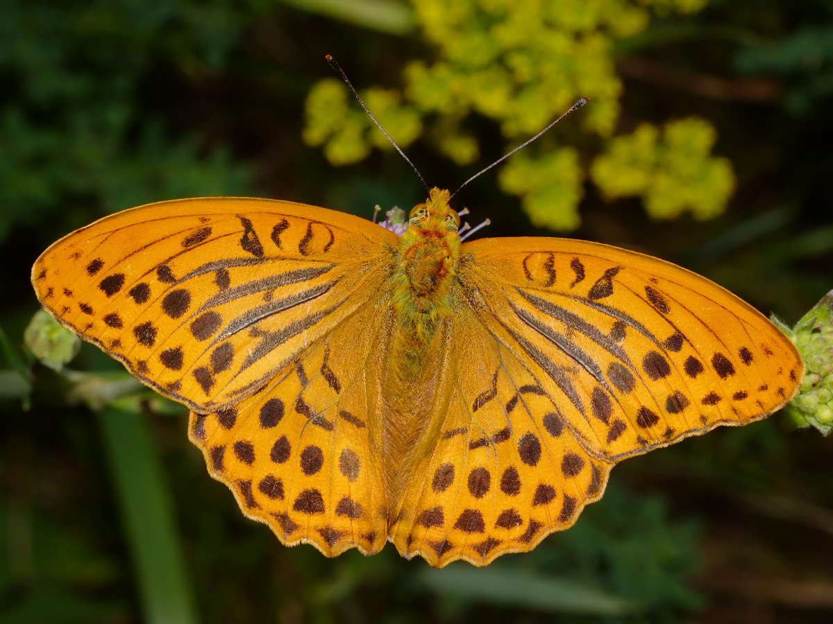 Argynnis paphia ♂