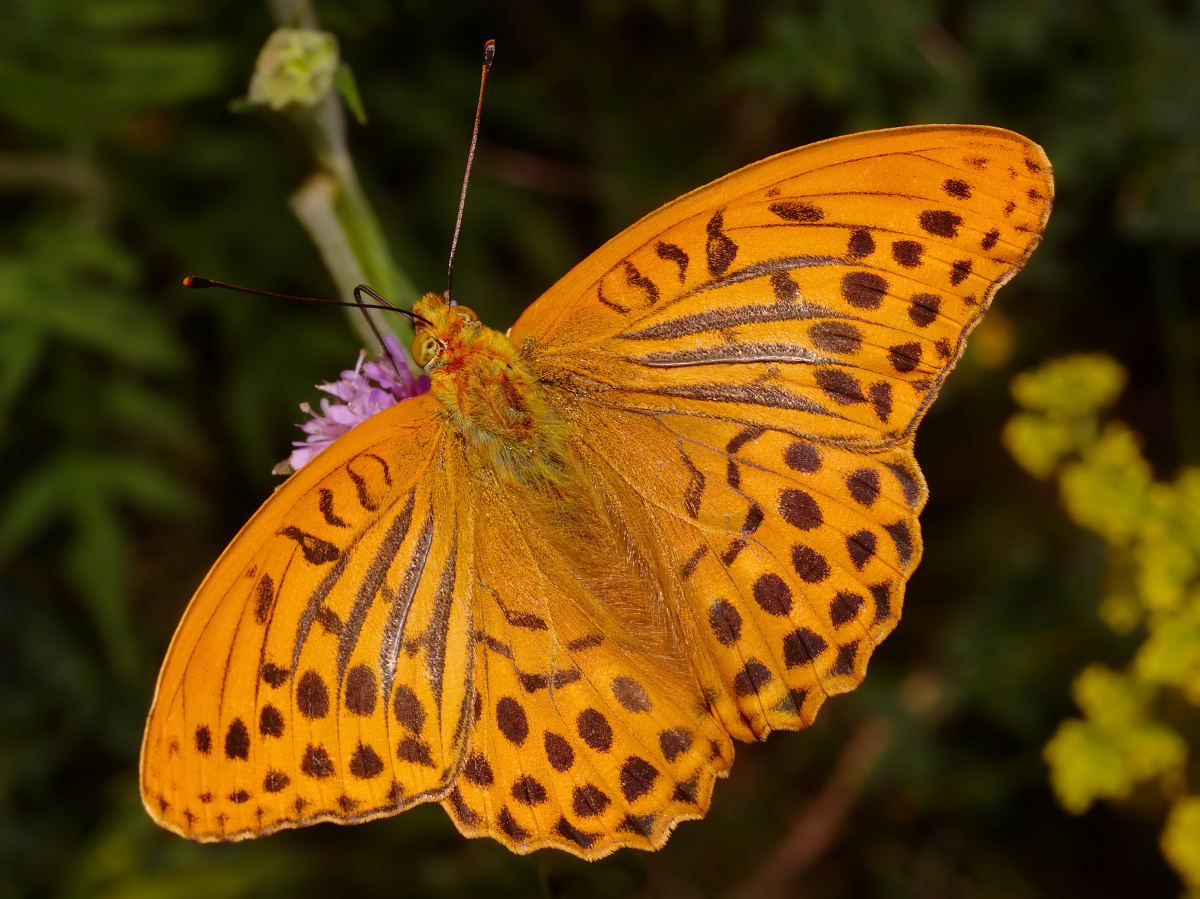 Argynnis paphia ♂