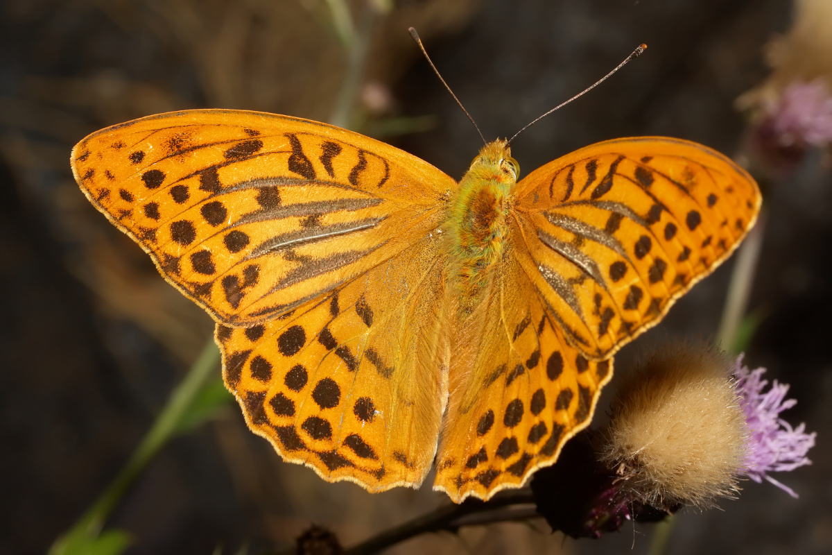 Argynnis paphia ♂