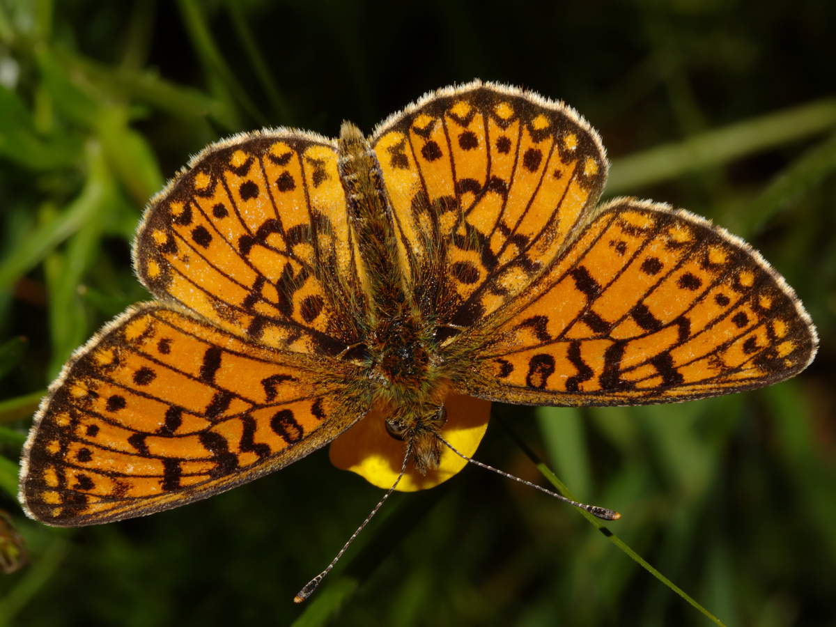 Boloria selene (Zwierzęta » Owady » Motyle i ćmy » Nymphalidae)