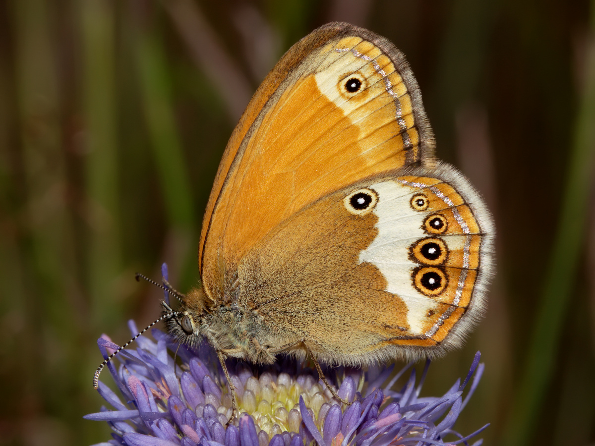 Coenonympha arcania (Animals » Insects » Butterfies and Moths » Nymphalidae)