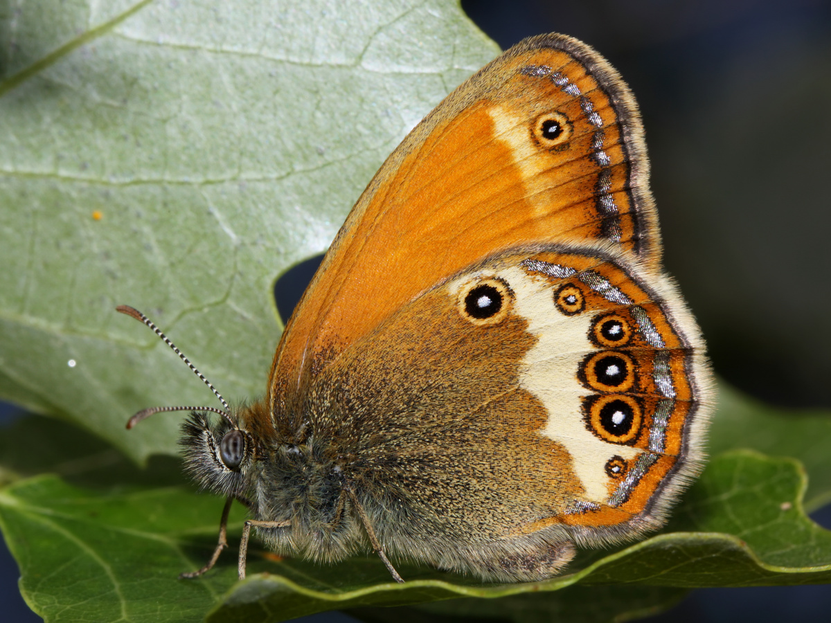 Coenonympha arcania (Animals » Insects » Butterfies and Moths » Nymphalidae)