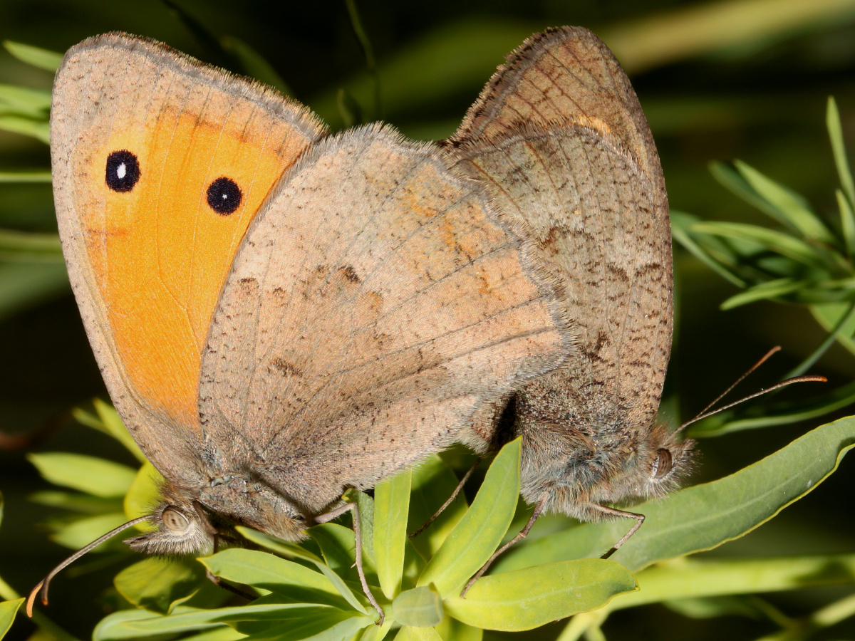 Hyponephele lycaon tandem (Animals » Insects » Butterfies and Moths » Nymphalidae)