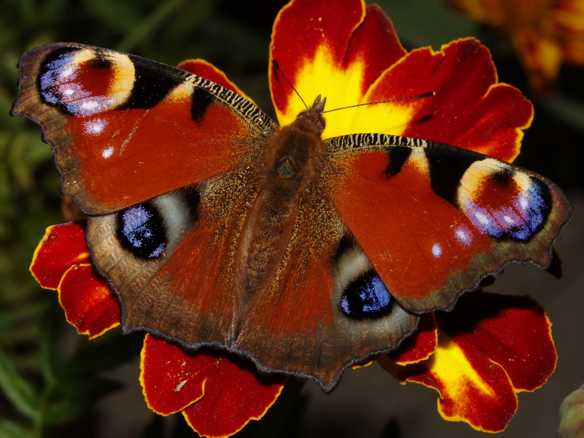 Inachis io (Animals » Insects » Butterfies and Moths » Nymphalidae)