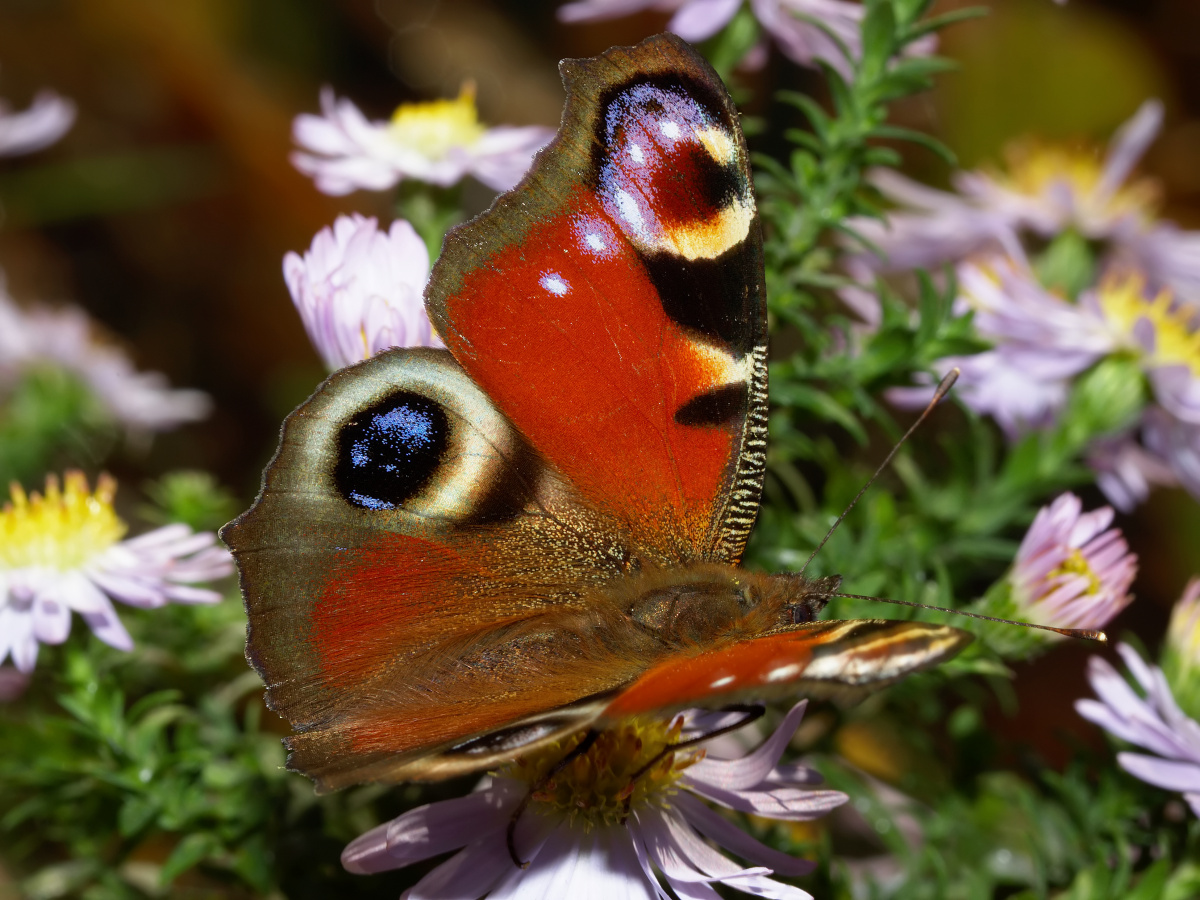 Inachis io (Zwierzęta » Owady » Motyle i ćmy » Nymphalidae)