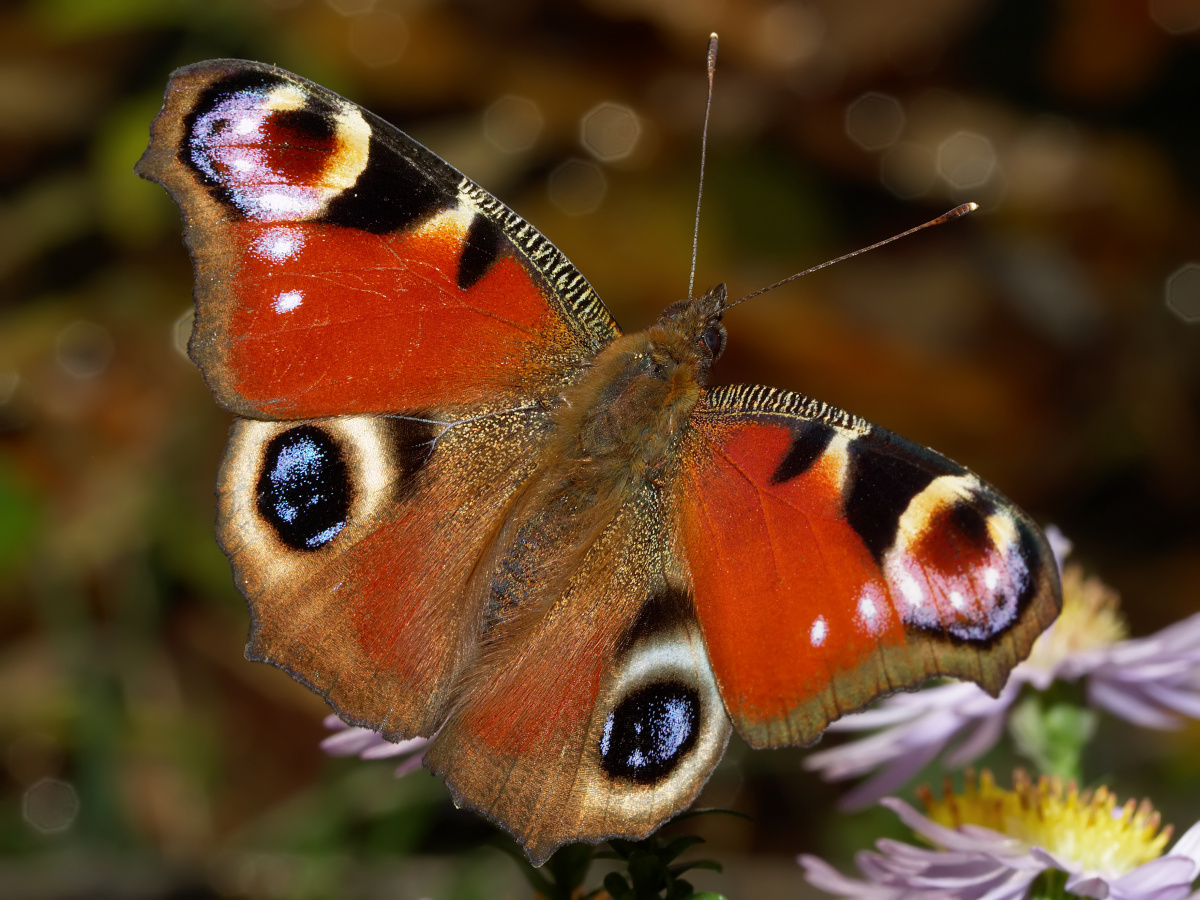 Inachis io (Zwierzęta » Owady » Motyle i ćmy » Nymphalidae)