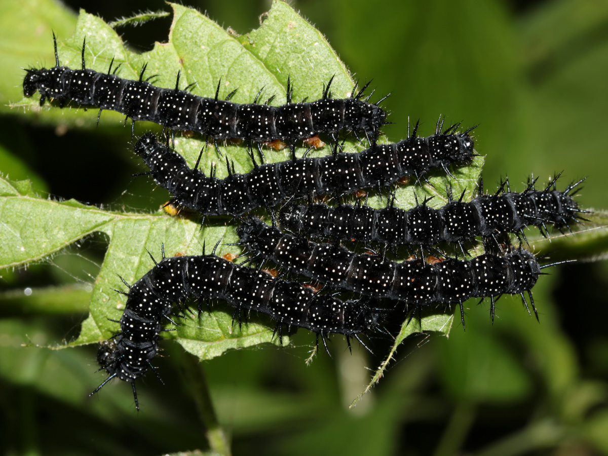 Inachis io larvae