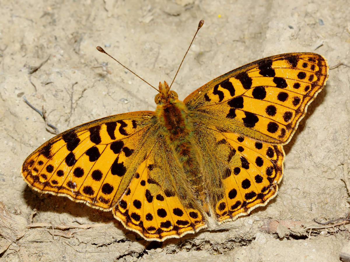 Issoria lathonia ♂ (Animals » Insects » Butterfies and Moths » Nymphalidae)