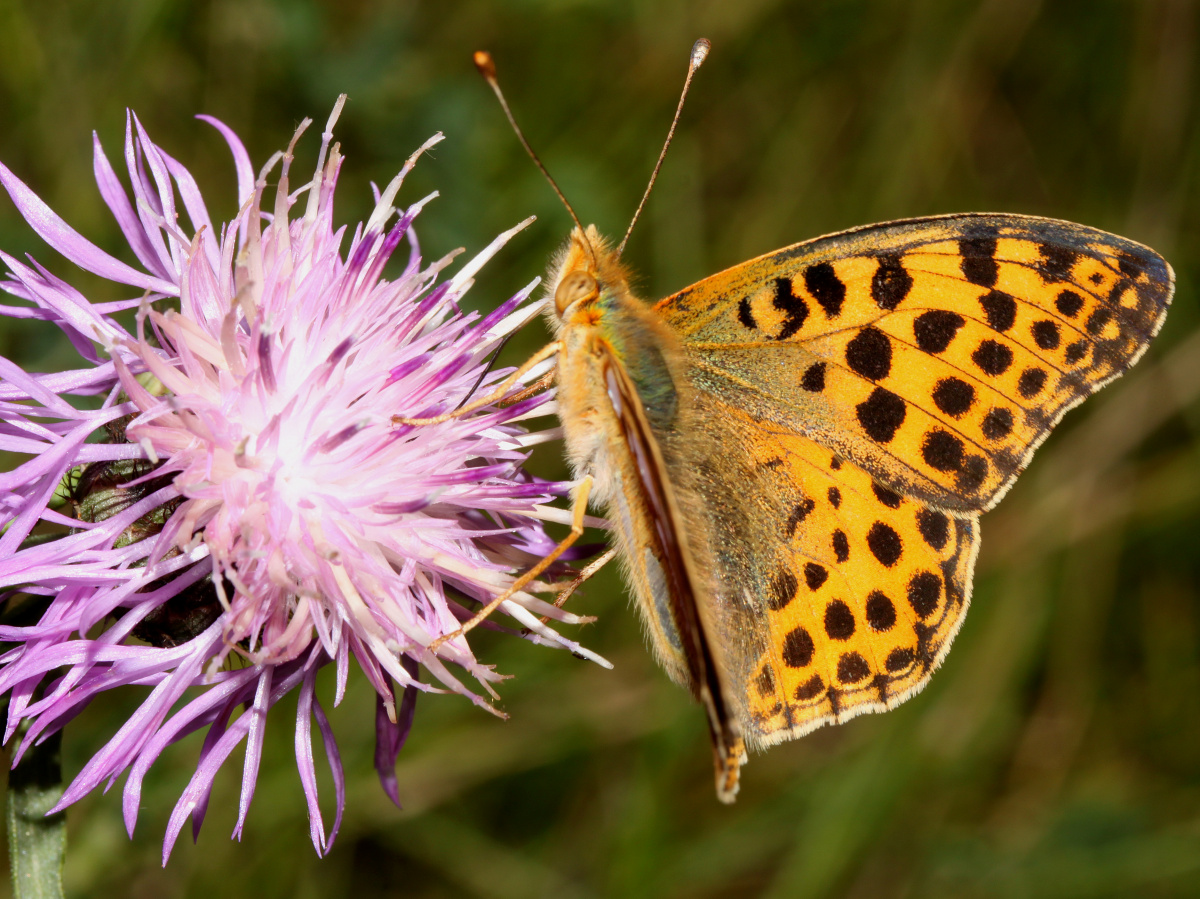 Issoria lathonia (Zwierzęta » Owady » Motyle i ćmy » Nymphalidae)