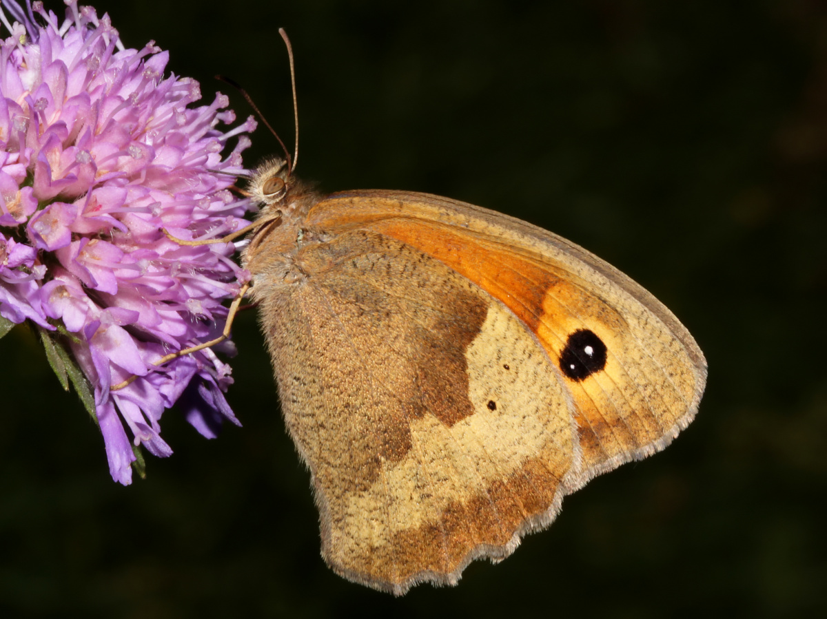 Maniola jurtina ♀ (Animals » Insects » Butterfies and Moths » Nymphalidae)