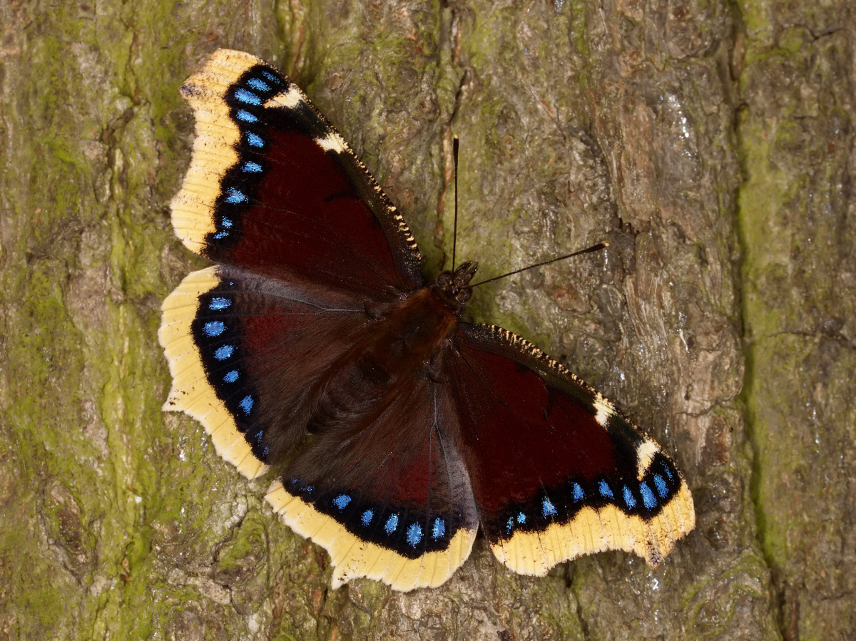 Nymphalis antiopa (Animals » Insects » Butterfies and Moths » Nymphalidae)