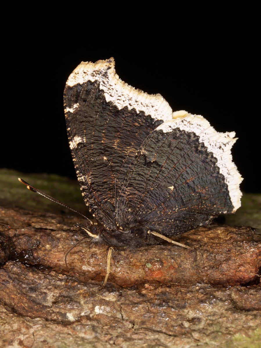 Nymphalis antiopa (Zwierzęta » Owady » Motyle i ćmy » Nymphalidae)