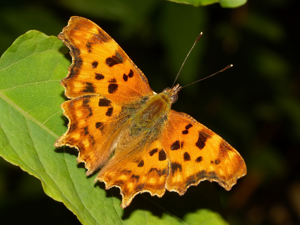 Polygonia c-album (Zwierzęta » Owady » Motyle i ćmy » Nymphalidae)