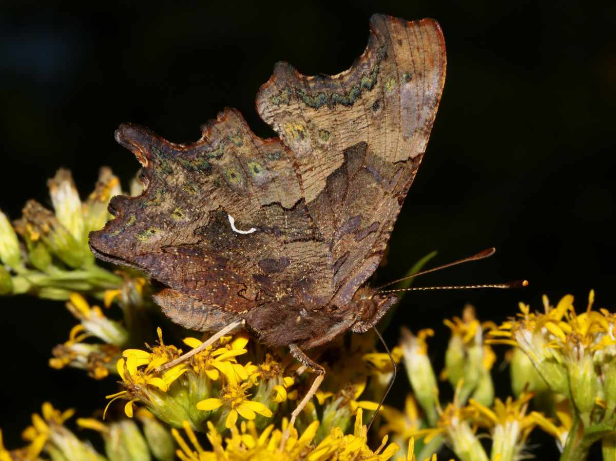 Polygonia c-album (Animals » Insects » Butterfies and Moths » Nymphalidae)