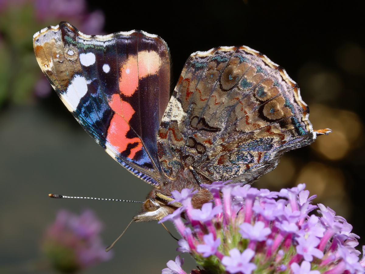 Vanessa atalanta (Zwierzęta » Owady » Motyle i ćmy » Nymphalidae)