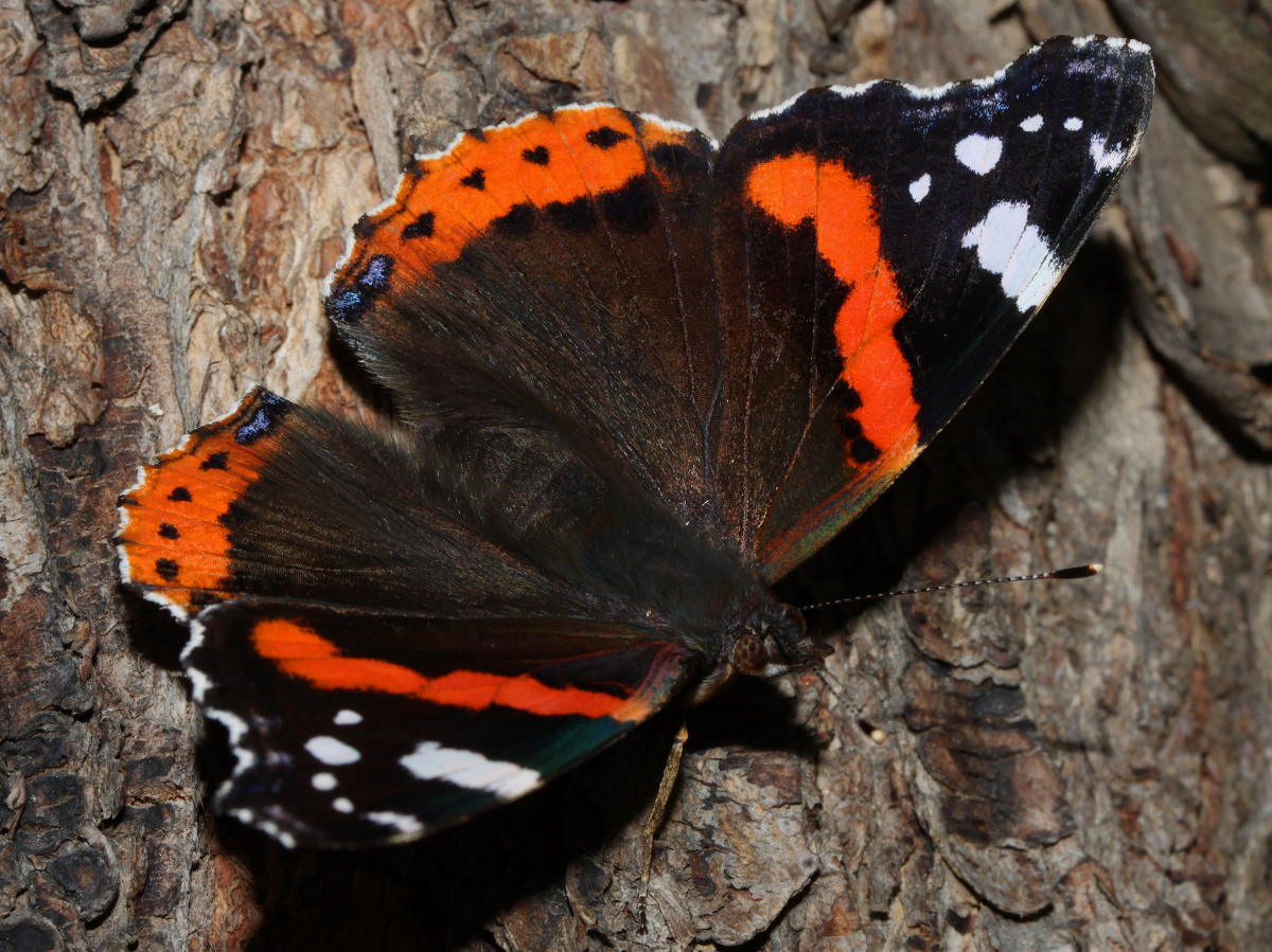 Vanessa atalanta (Animals » Insects » Butterfies and Moths » Nymphalidae)