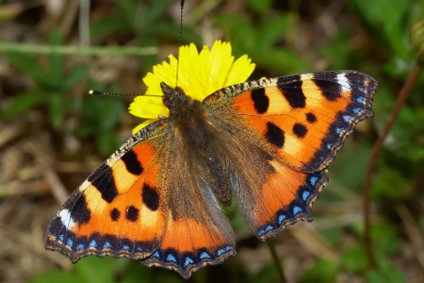 Aglais urticae