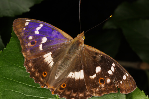 Apatura ilia ♂