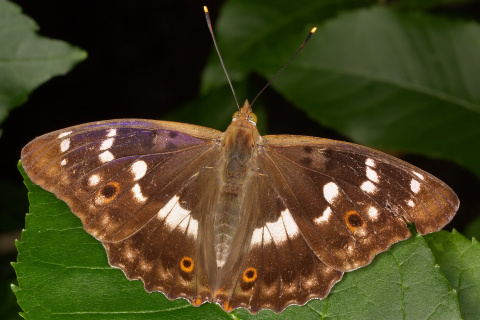 Apatura ilia ♂