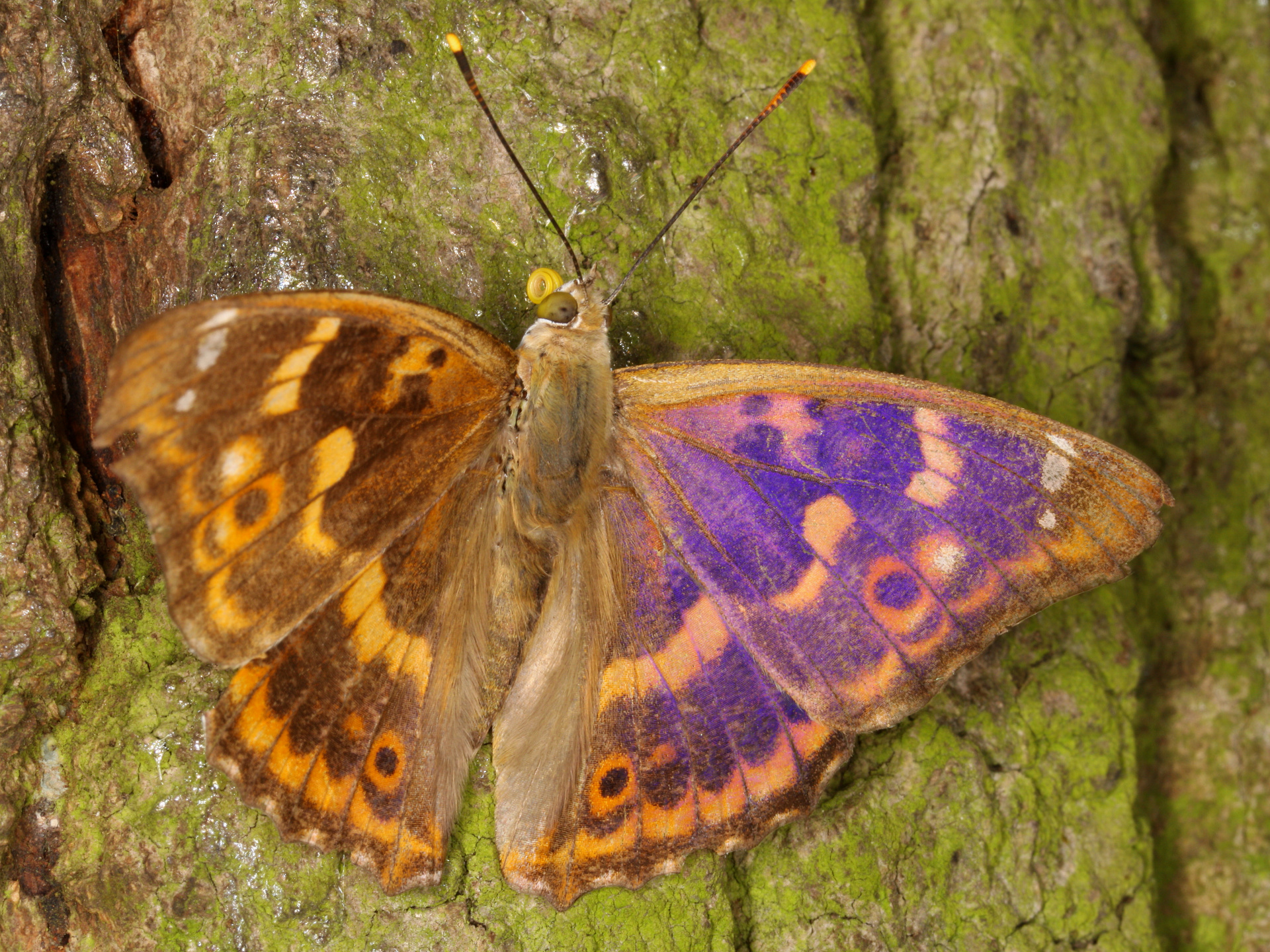 Apatura ilia ♂ (f. clytie) (Zwierzęta » Owady » Motyle i ćmy » Nymphalidae)