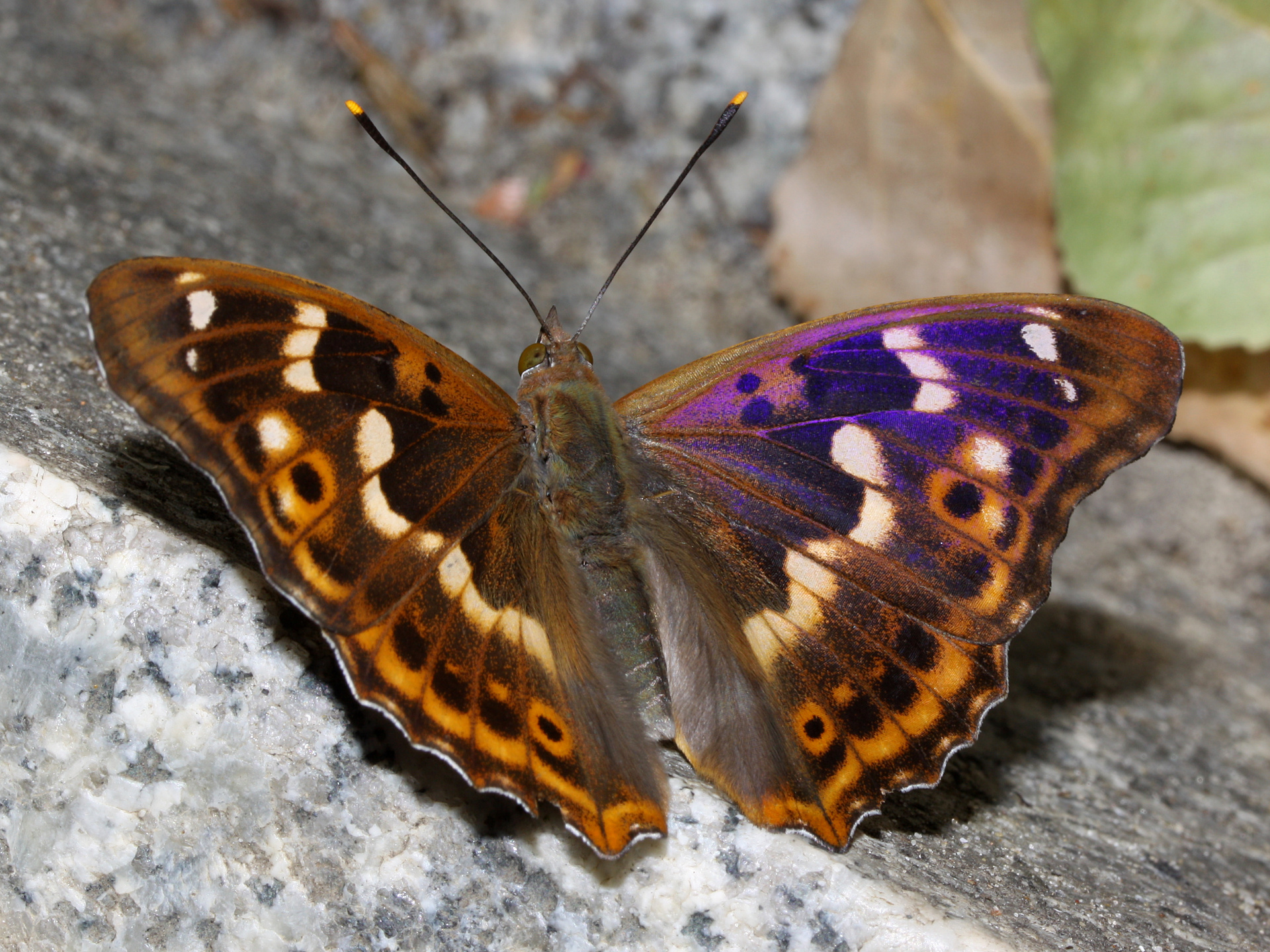 Apatura ilia ♂ (f. clytie) (Zwierzęta » Owady » Motyle i ćmy » Nymphalidae)