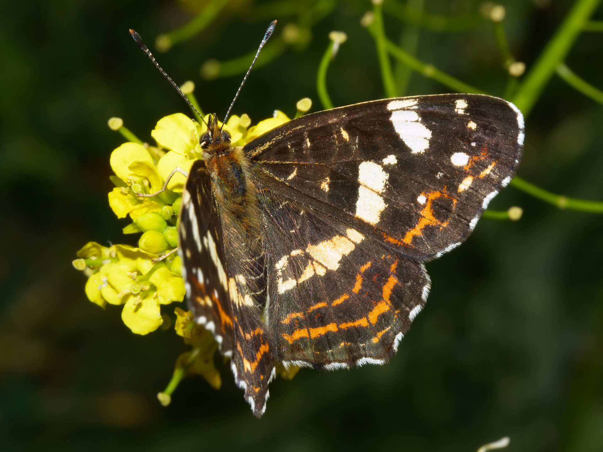 Araschnia levana f. prosa (Zwierzęta » Owady » Motyle i ćmy » Nymphalidae)
