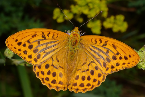 Argynnis paphia ♂